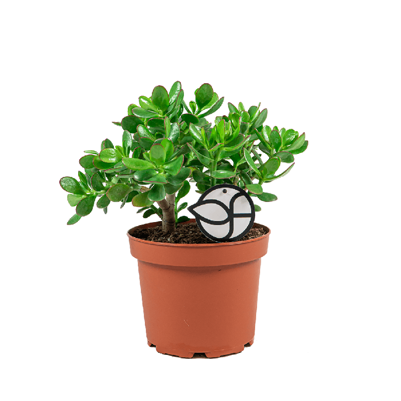Crassula ovata