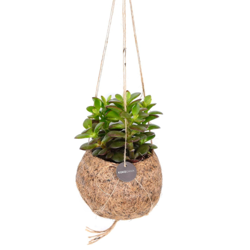 Crassula ovata in Kokodama