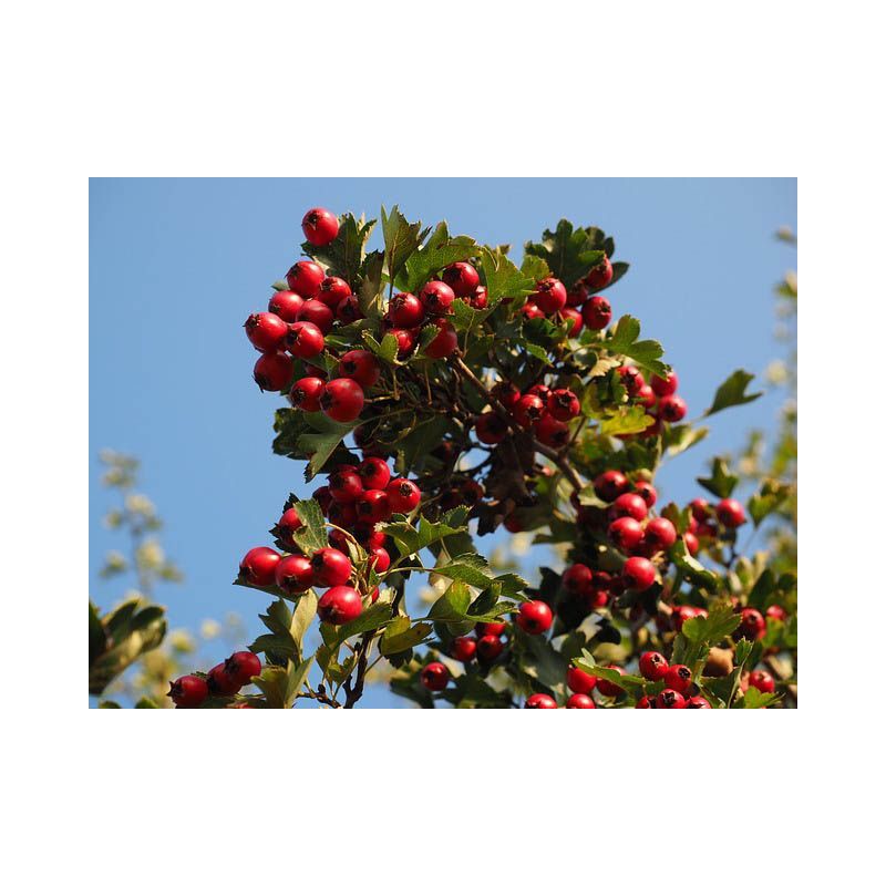 Crataegus Carrierei