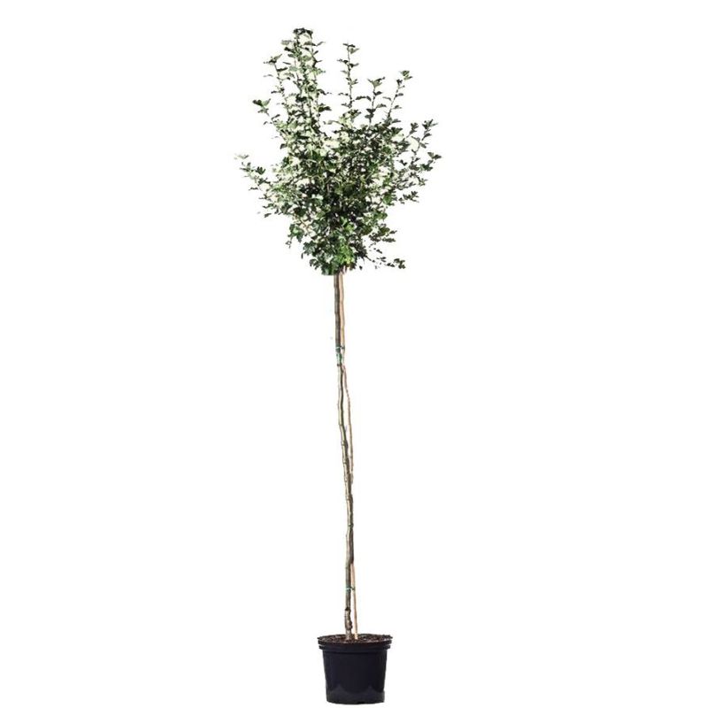 Crataegus Carrierei