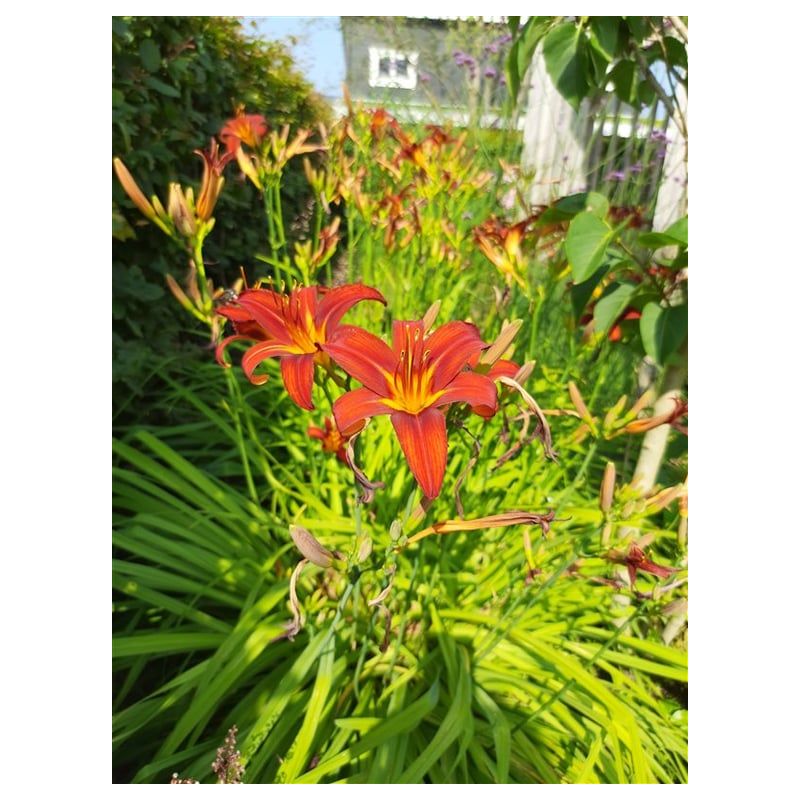 Hemerocallis Crimson Pirate