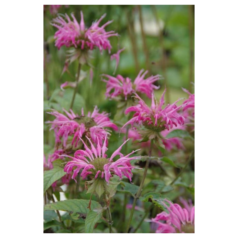 Monarda Corftway Pink 