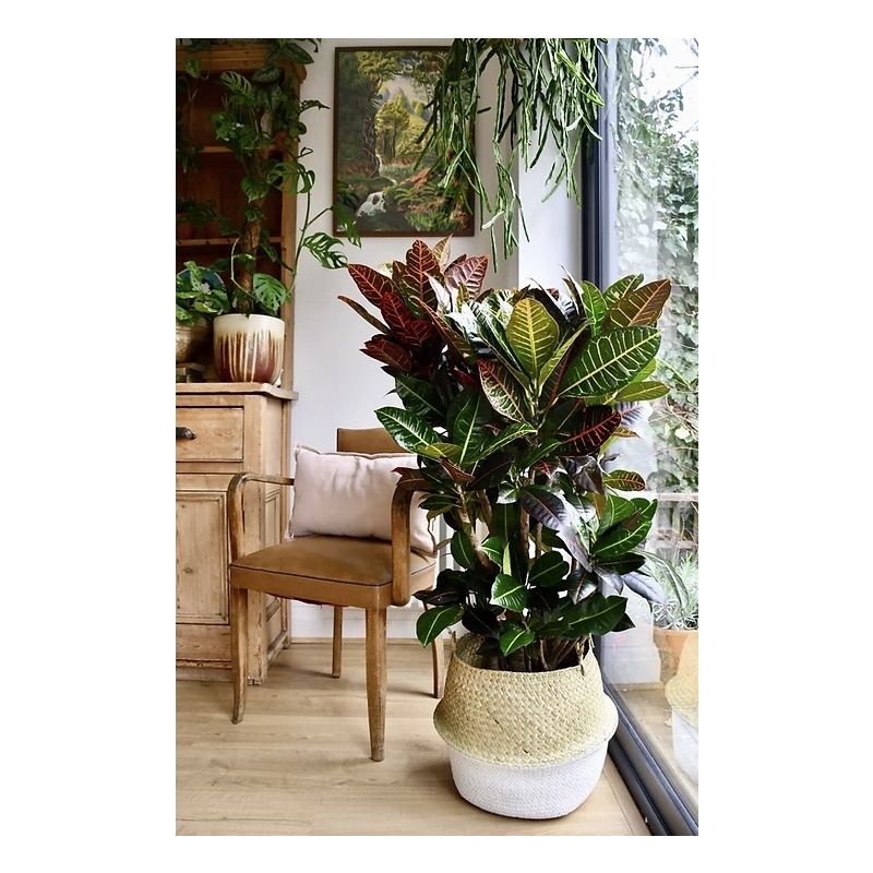 Croton Petra vertakt