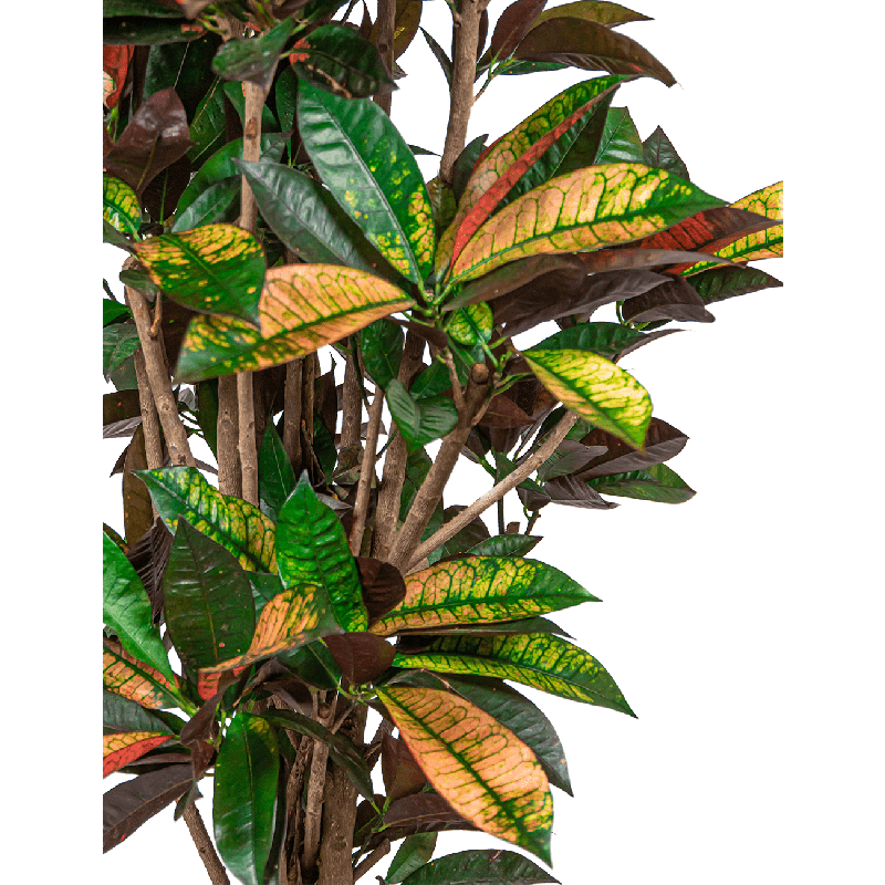 Croton Iceton in Pure Soft hoog wit