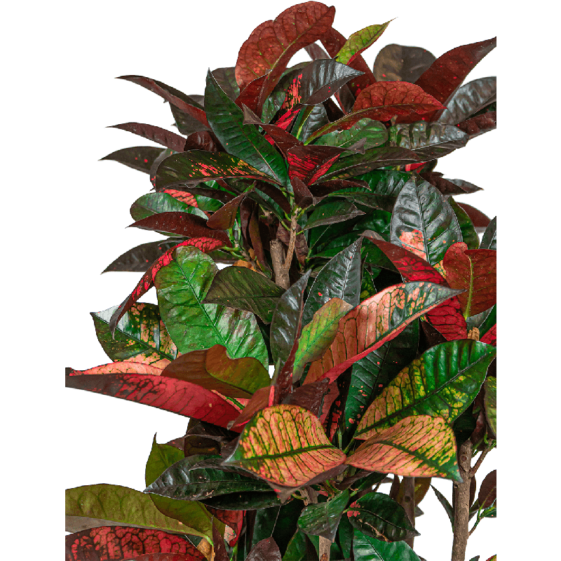 Croton Iceton in Pure Soft hoog wit