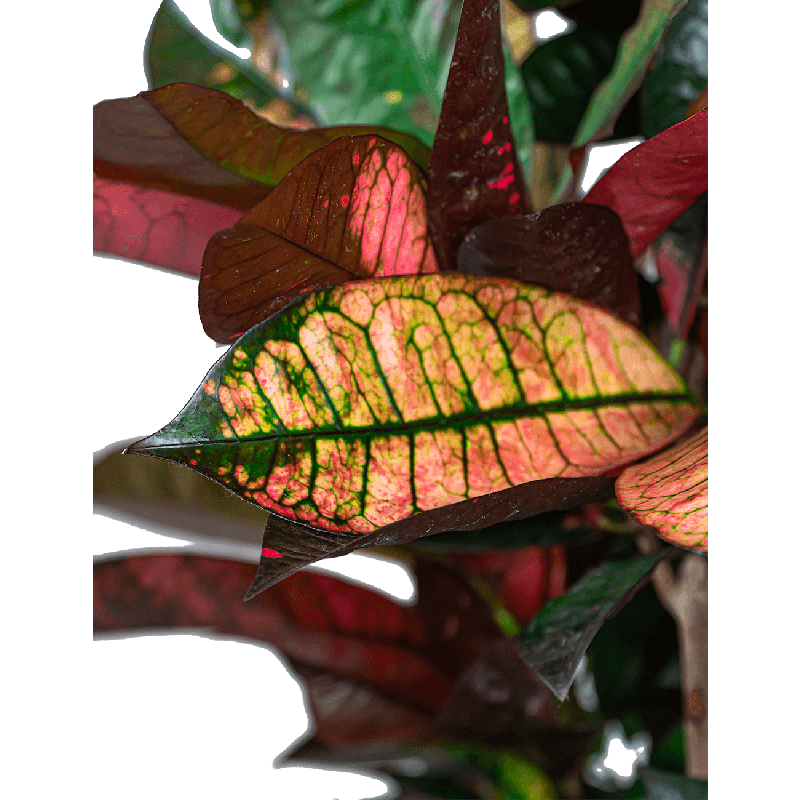 Croton Iceton hydrocultuur in Runner rond wit