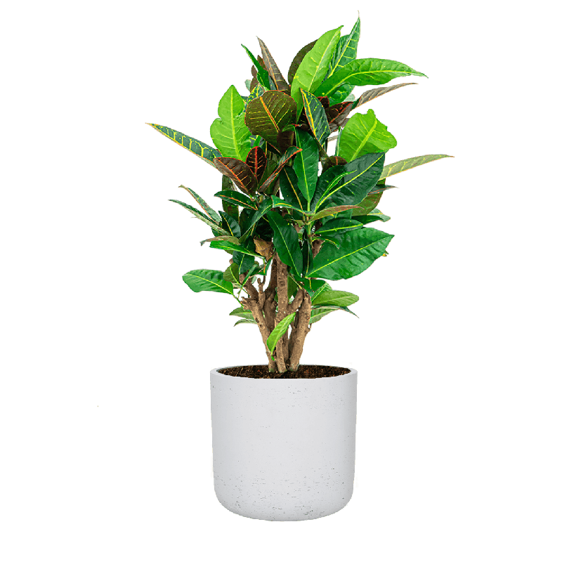 Croton Variegatum Petra in Rugged Charlie wit
