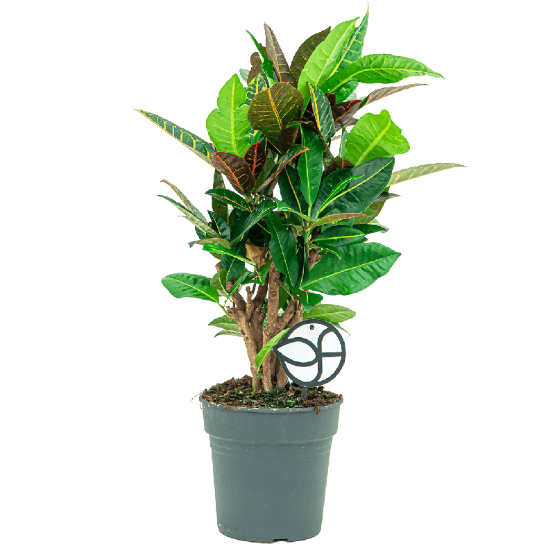 Croton Petra