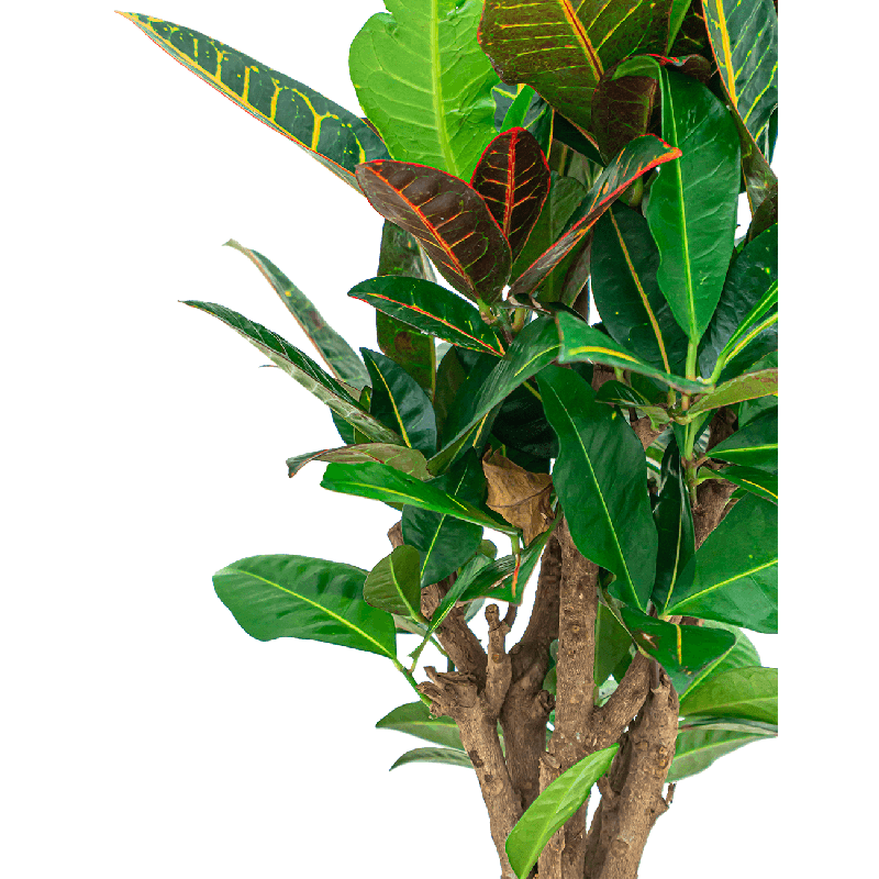 Croton Petra