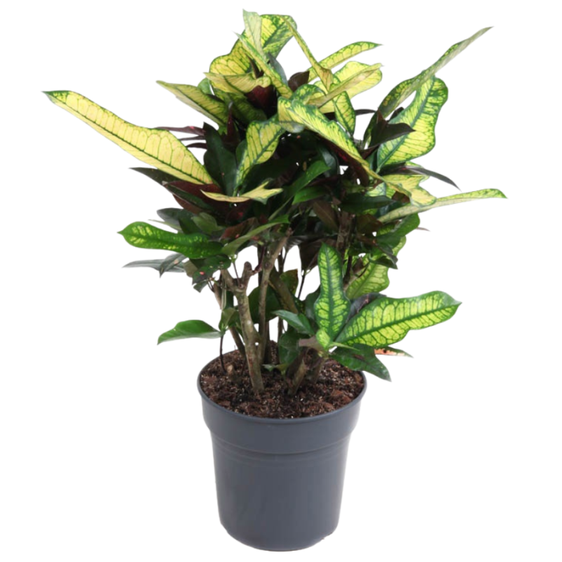 Croton Wilma
