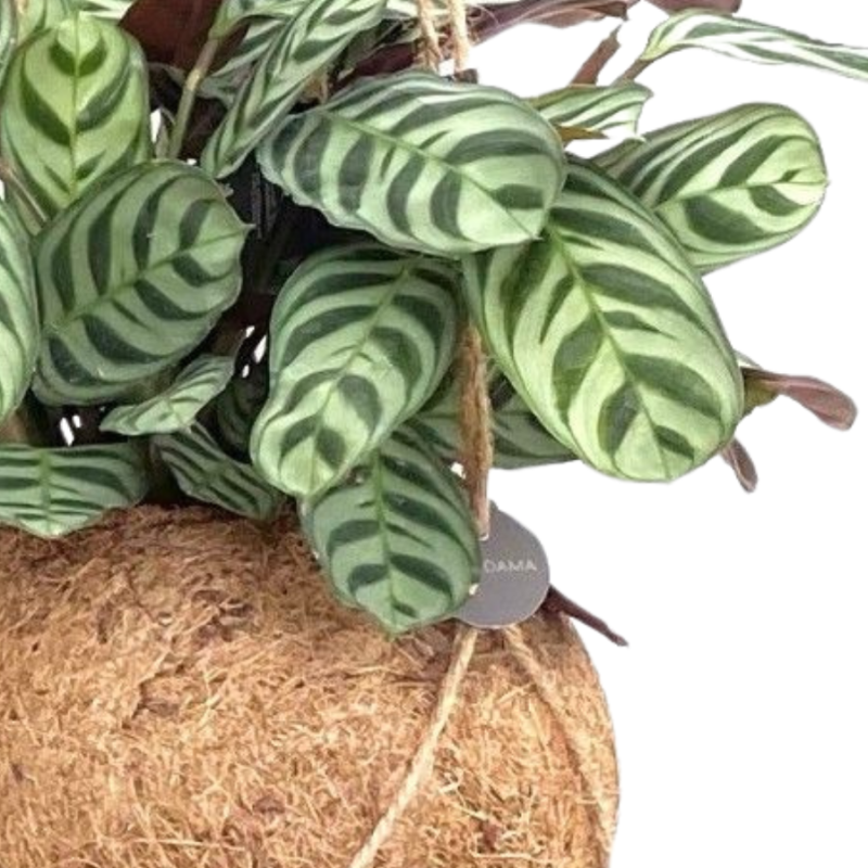 Ctenanthe Burle-Marxii in Kokodama