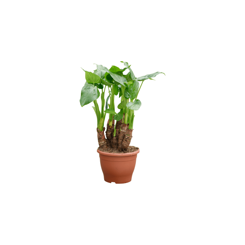 Alocasia cucullata - multi stam