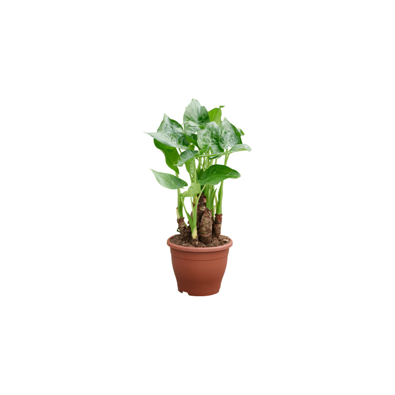 Alocasia cucullata - multi stam