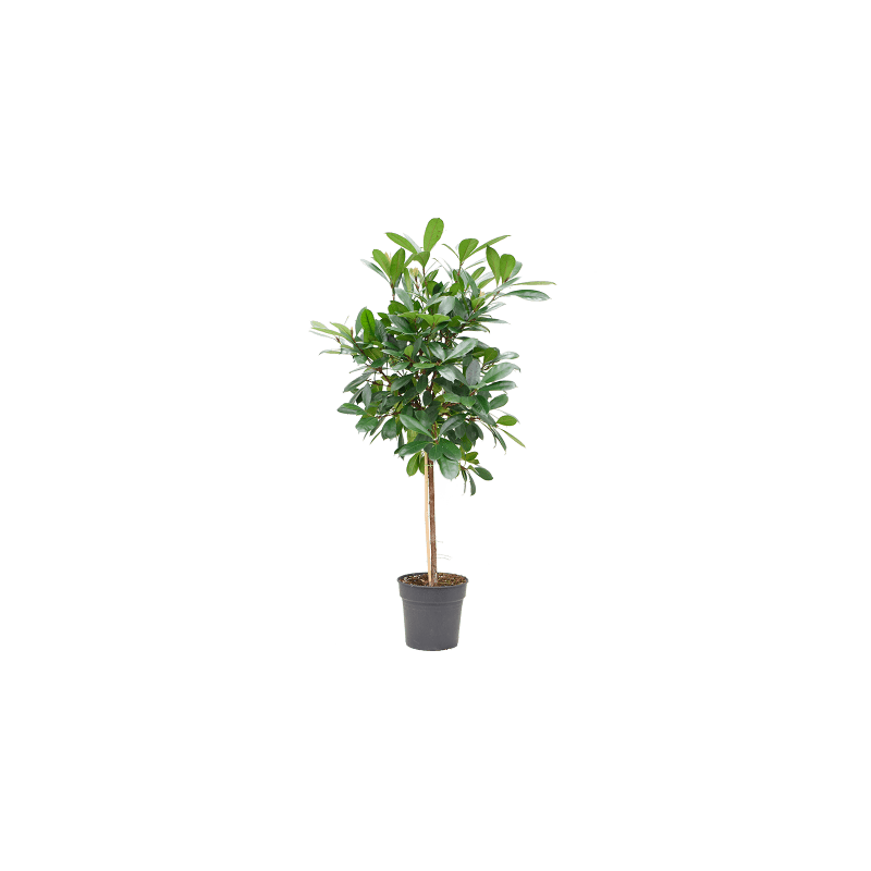 Ficus cyathistipula op stam