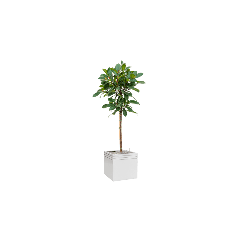 Ficus cyathistipula op stam
