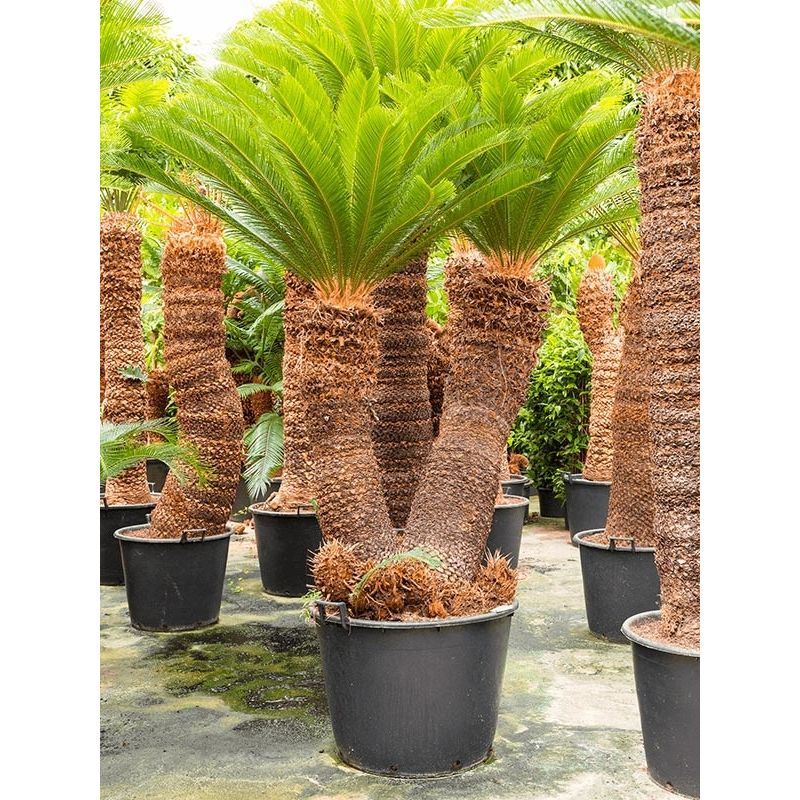 Cycas revoluta 2-stam 