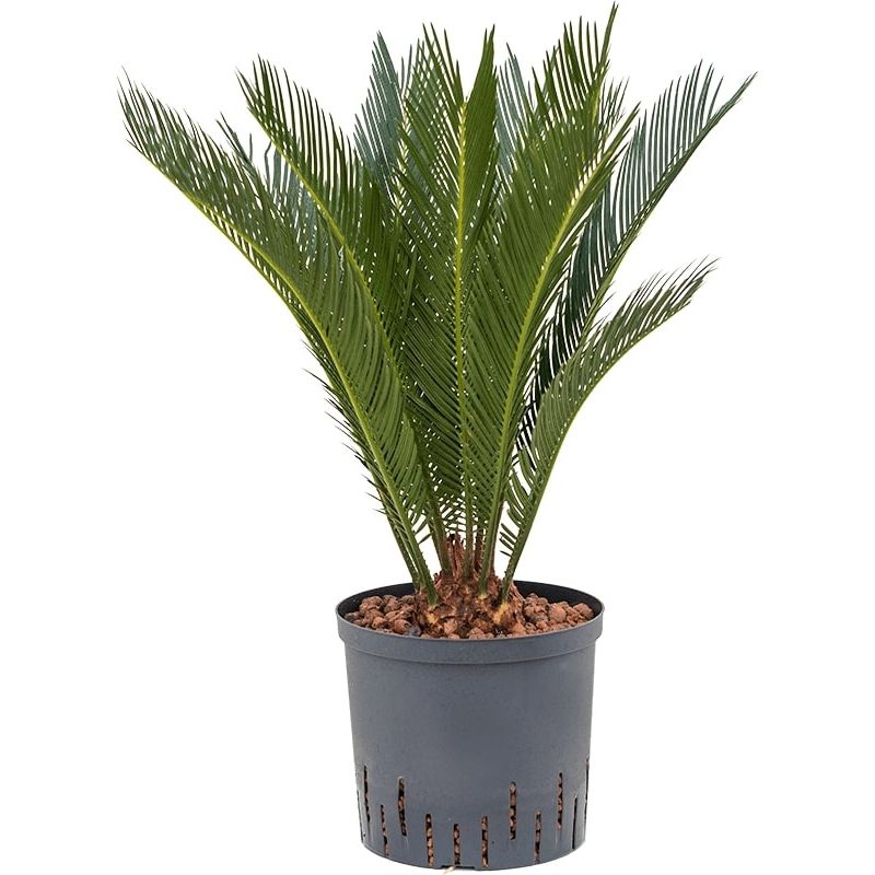 Cycas revoluta
