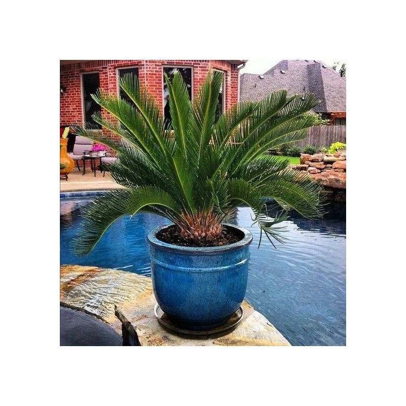 Cycas revoluta