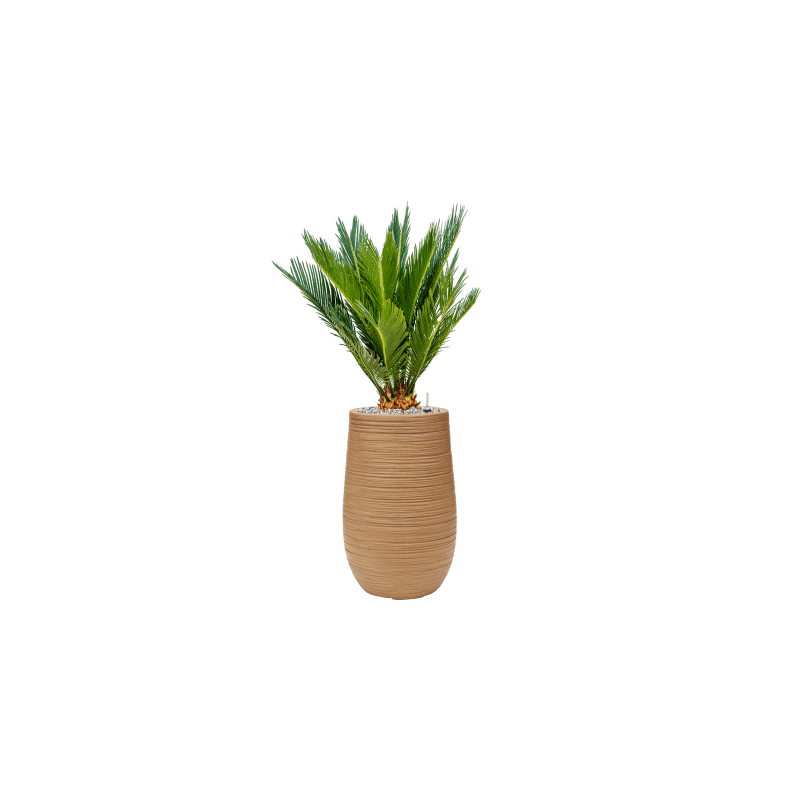 Cycas revoluta