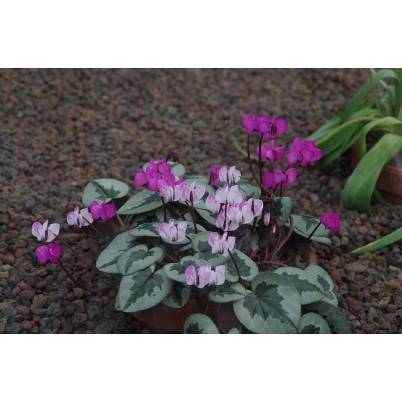 Cyclamen coum 