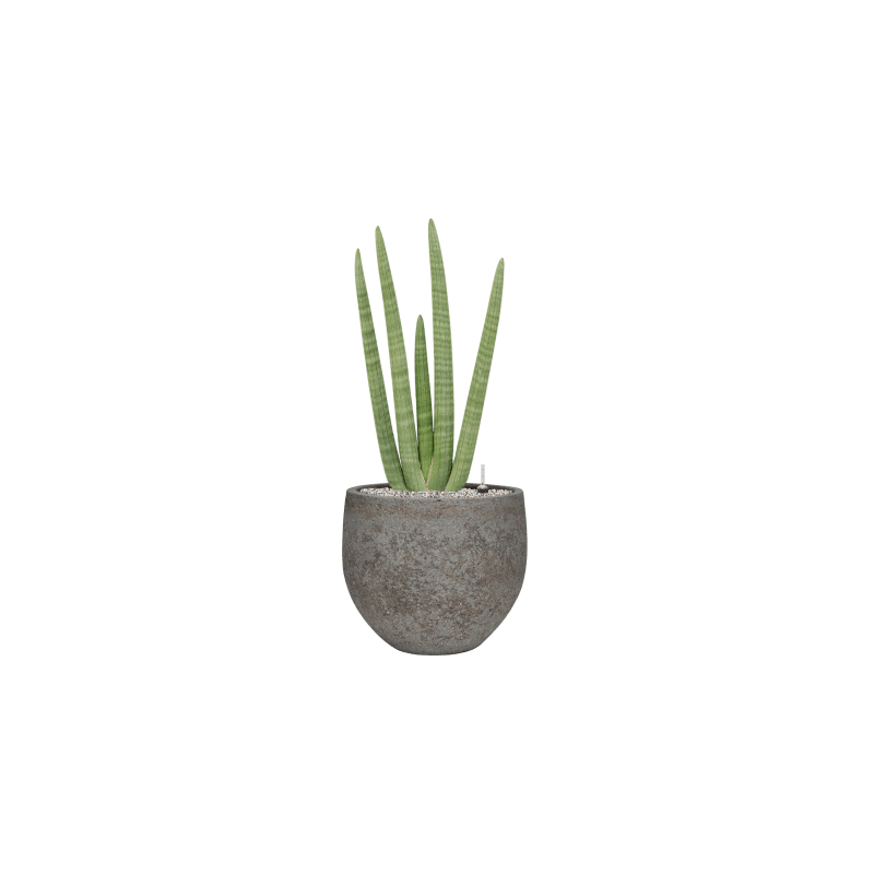 Sansevieria Handshake