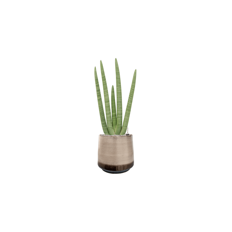 Sansevieria Handshake