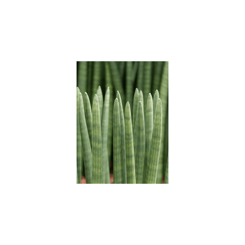 Sansevieria Cylindre Handshake eenvoudig en snel online bestellen?