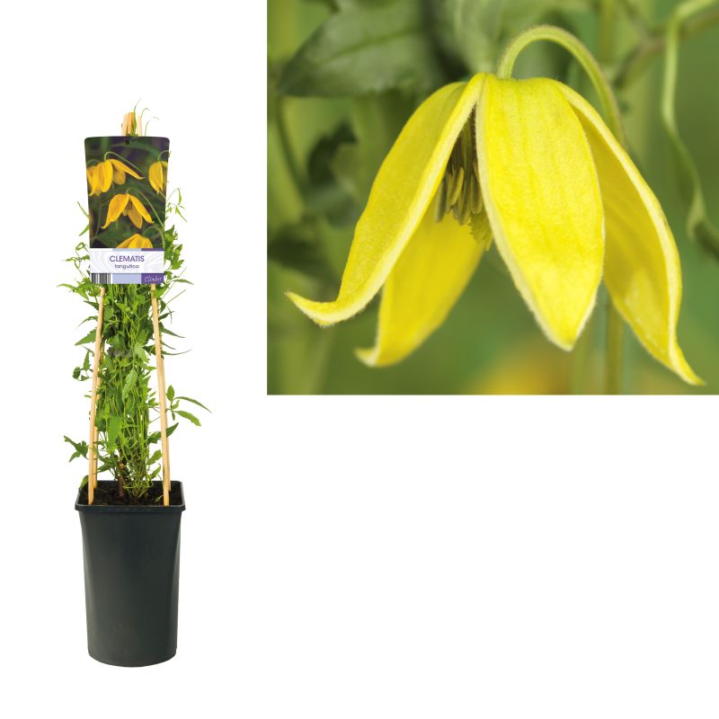 Clematis tangutica