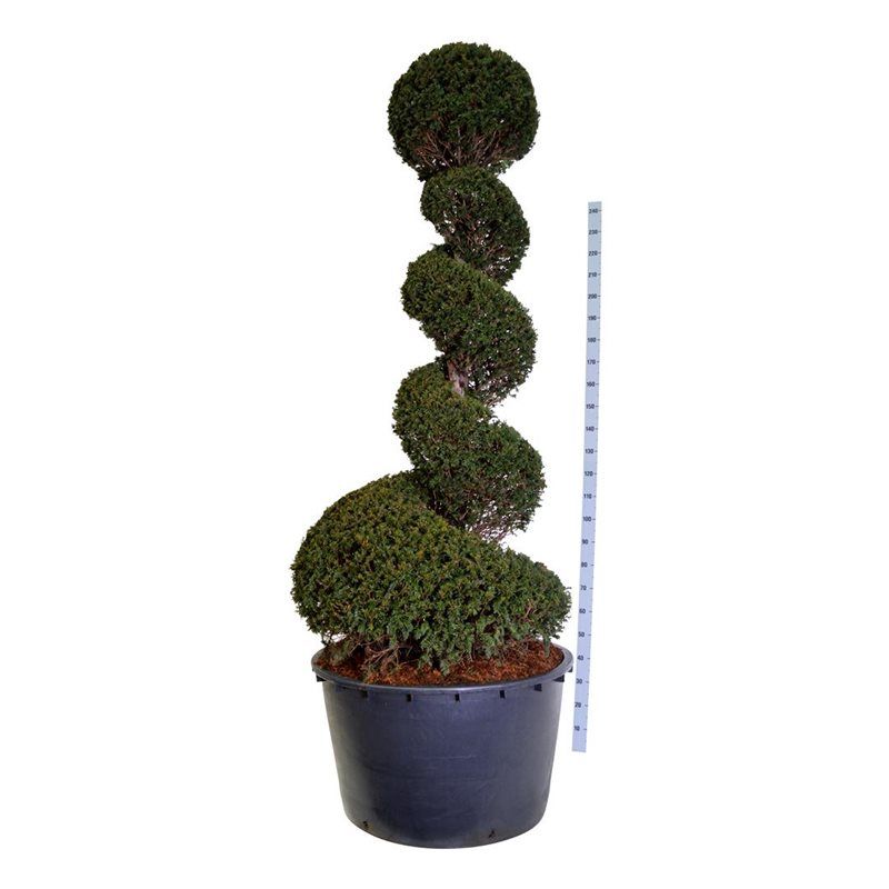 Taxus baccata - spiraal
