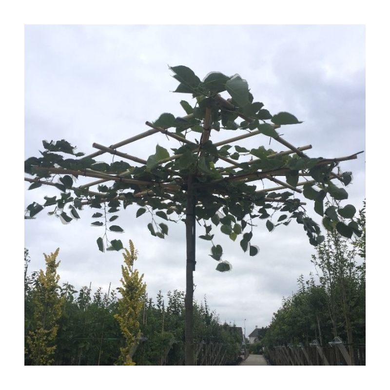Tilia europaea - vierkant dak