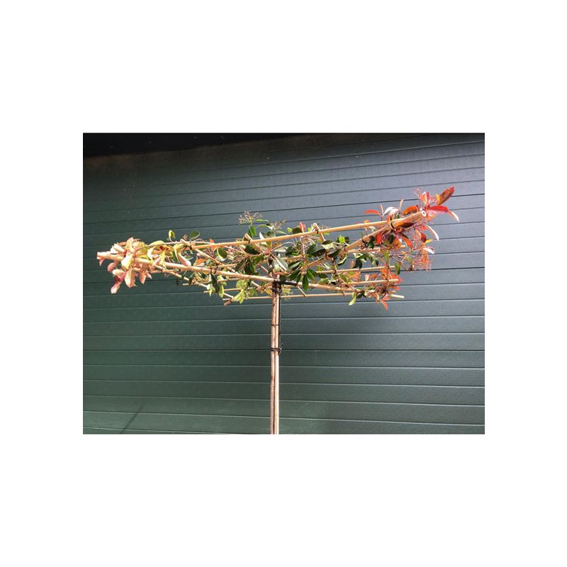 Photinia Red Robin - vierkant dak