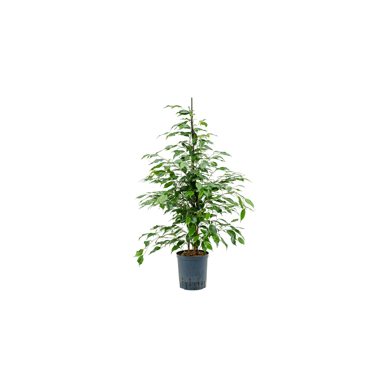 Ficus Danita