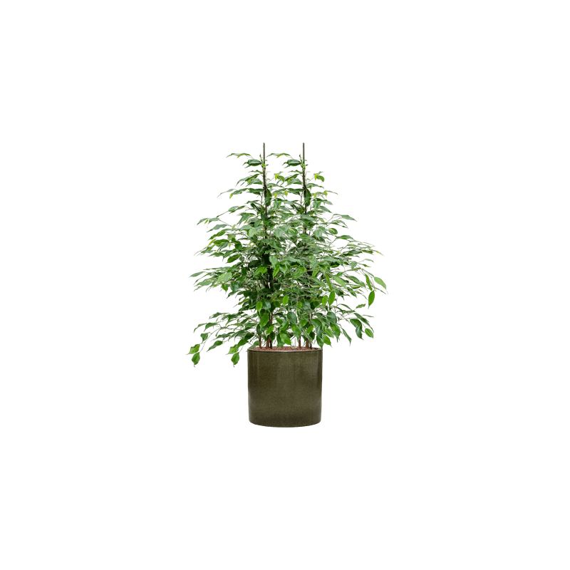 Ficus Danita