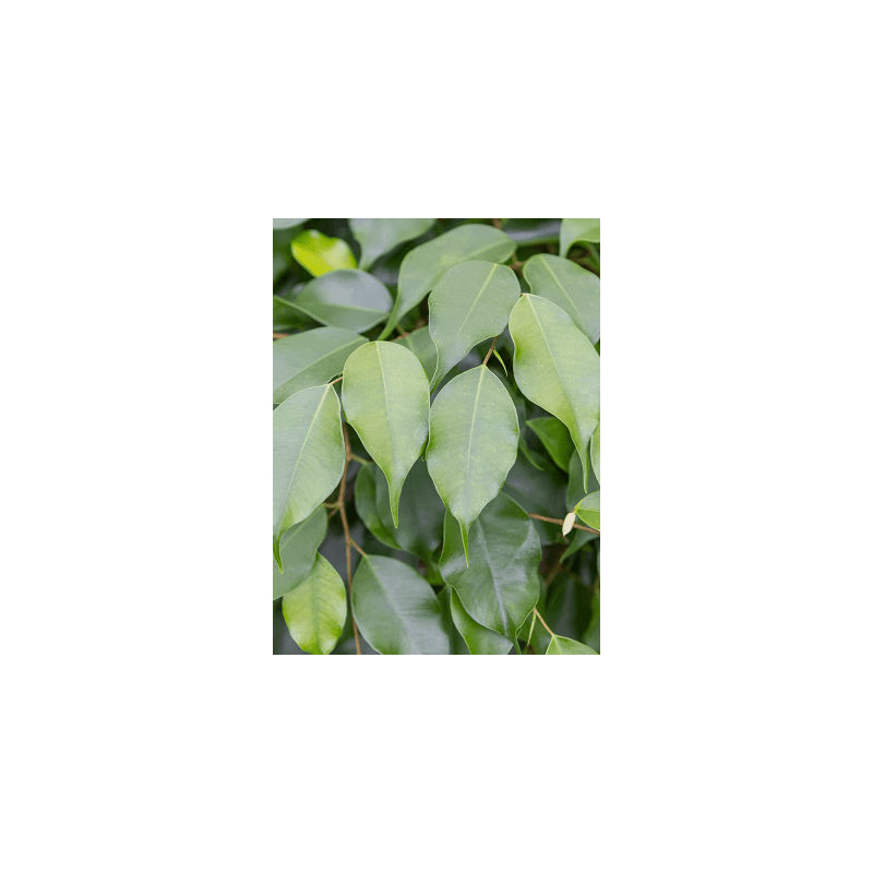 Ficus Exotica 
