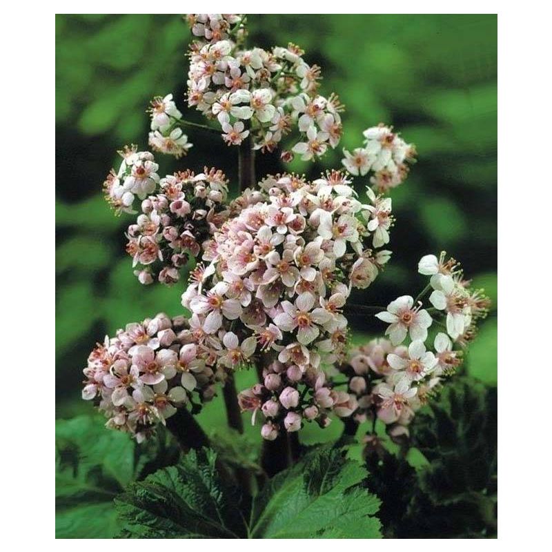 Darmera peltata