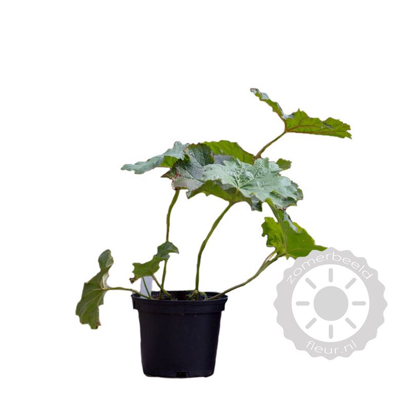 Darmera peltata