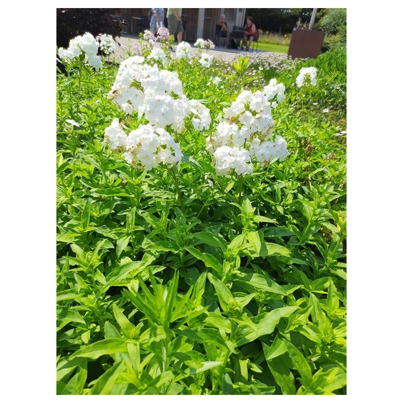 Phlox David