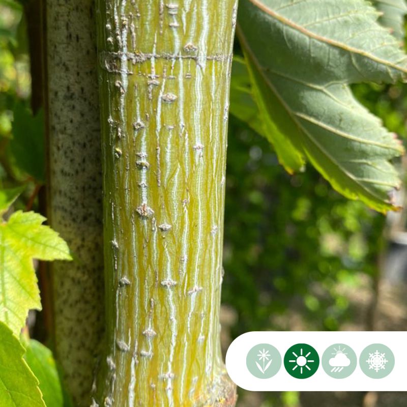 Acer davidii - meerstammig