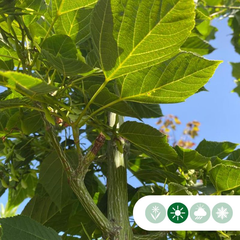 Acer davidii - meerstammig