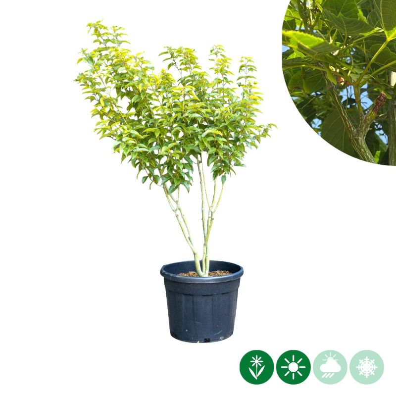 Acer davidii - meerstammig