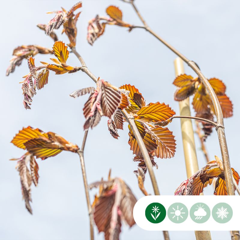 Fagus Dawyck Purple