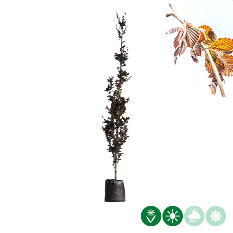 Fagus Dawyck Purple