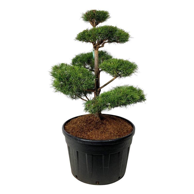 Pinus sylvestris - bonsai