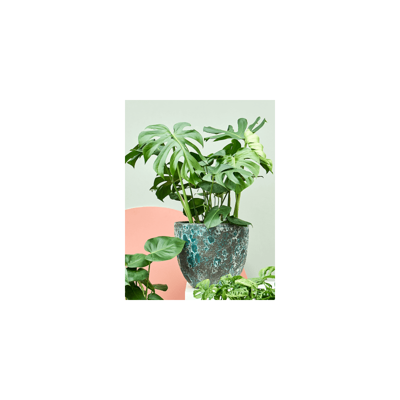 Monstera deliciosa
