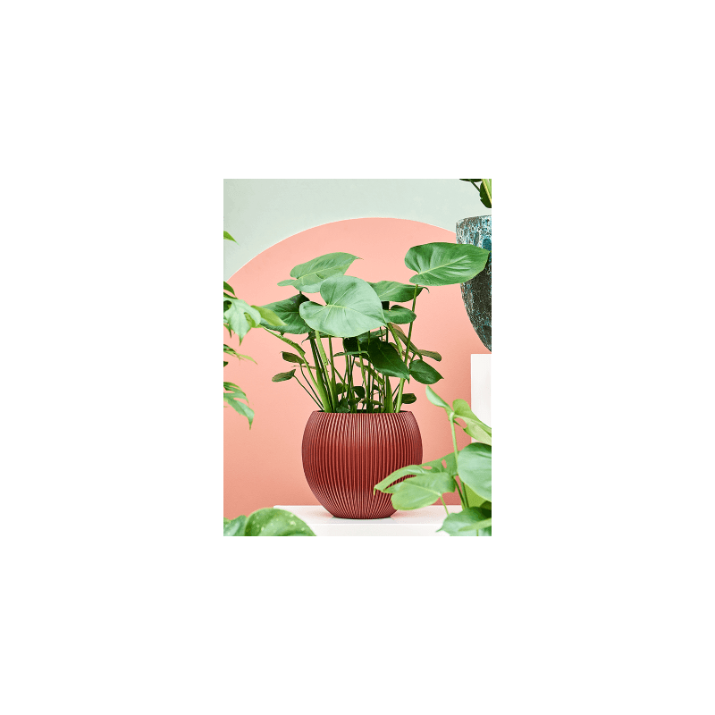 Monstera deliciosa