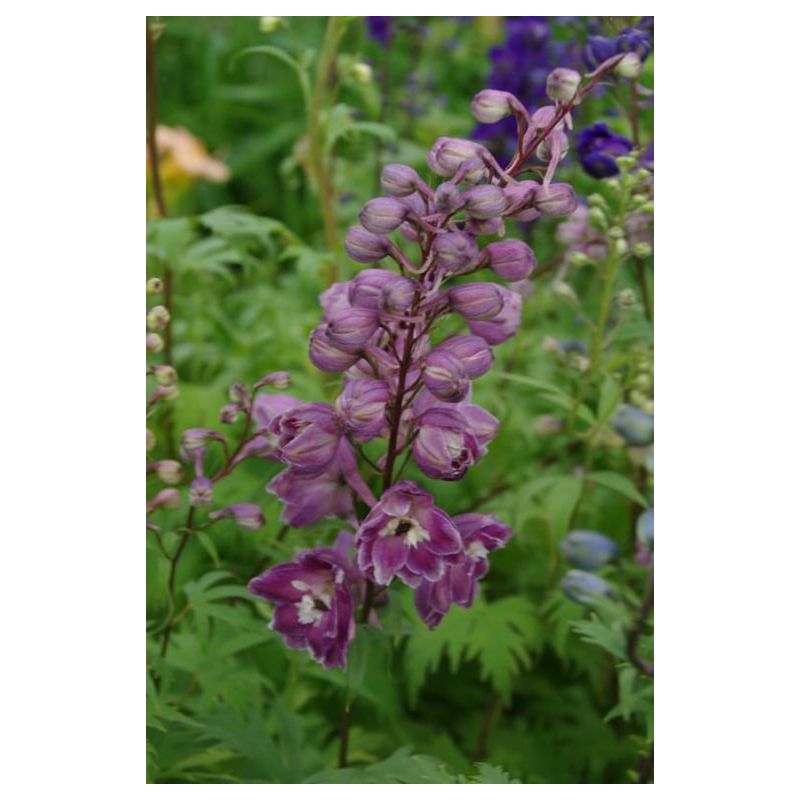 Delphinium Astolat