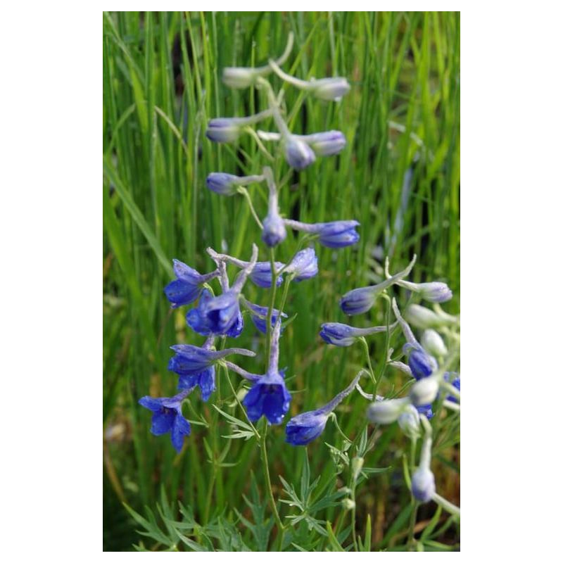 Delphinium Völkerfrieden 