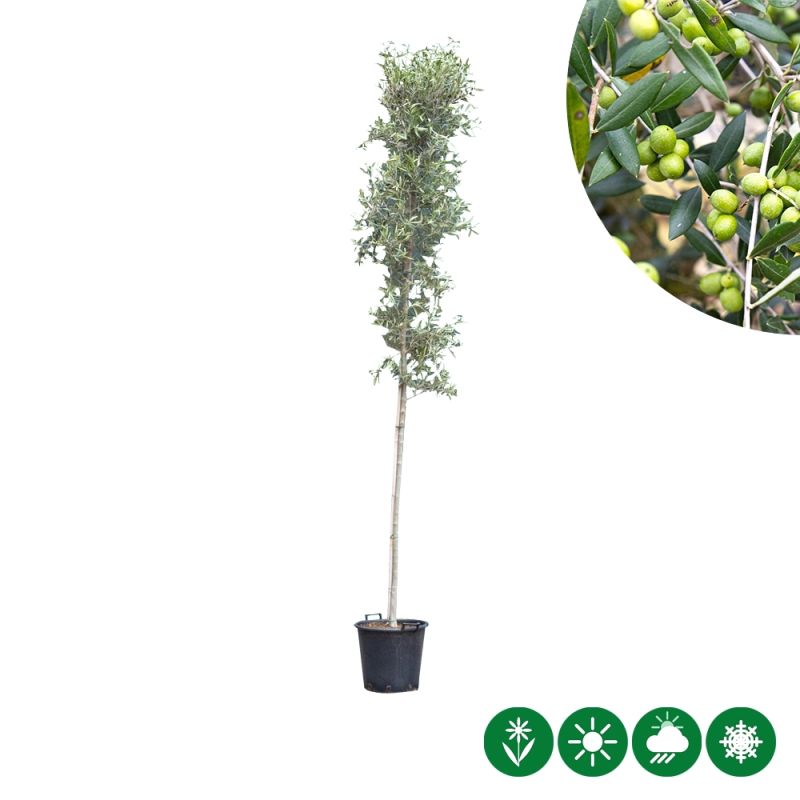 Olea europaea - hoogstam 