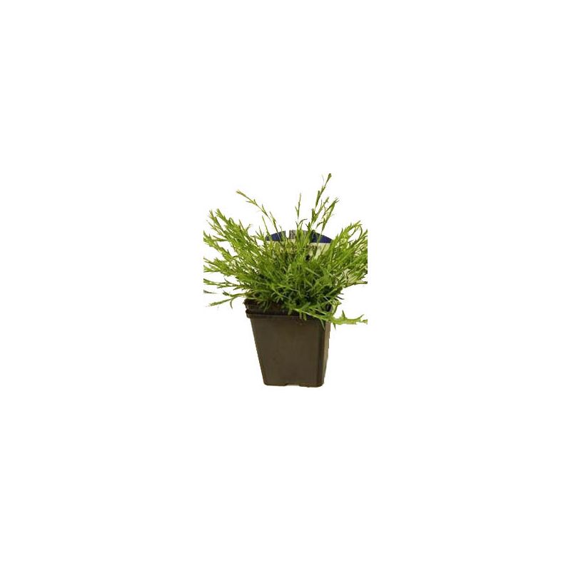 Dianthus Albiflorus 