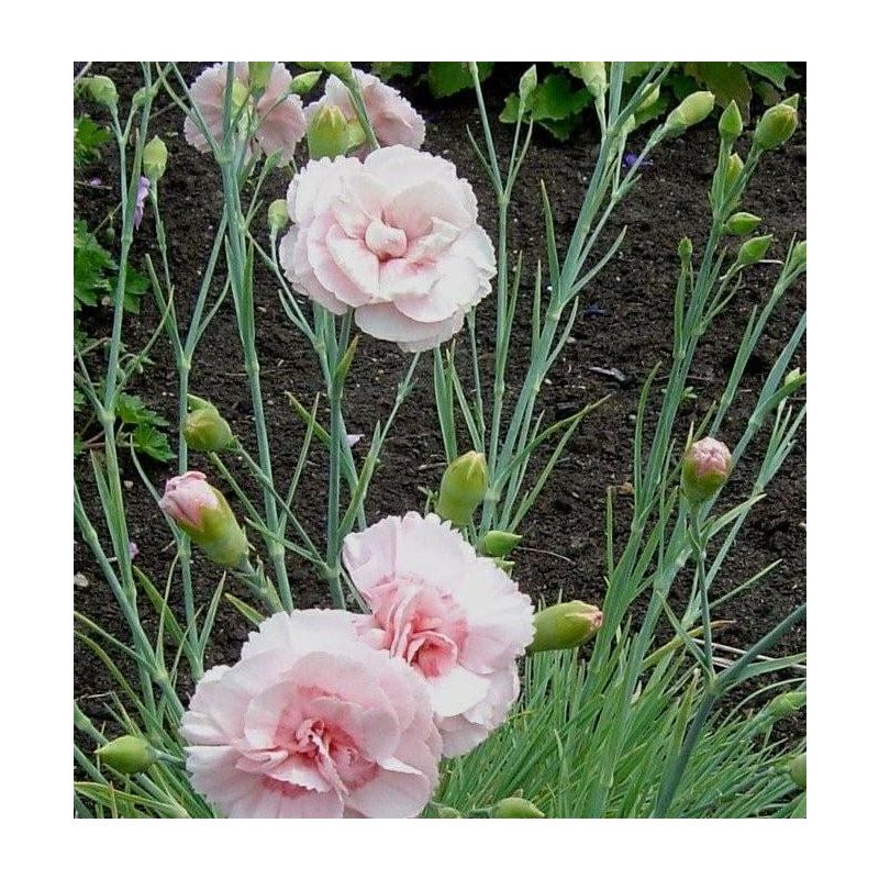  Dianthus Doris